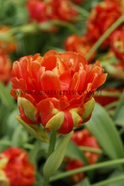 Tulipa Princess Unique 12/+ (x 250)