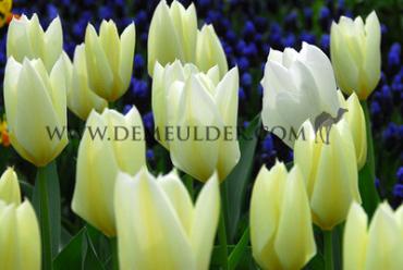 Tulipa Purissima 12/+ (x250)