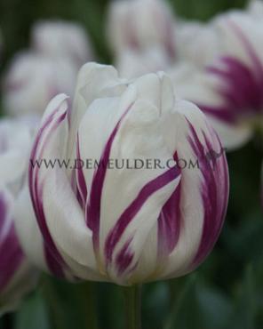 Tulipa Purple Flag 12/+ (x250)
