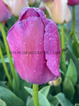 Tulipa Purple Pride 12/+ (x250)