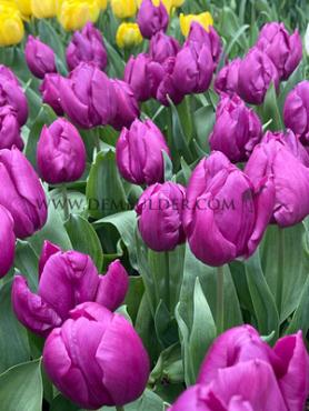 Tulipa Purple Prince 12/+ (x250)