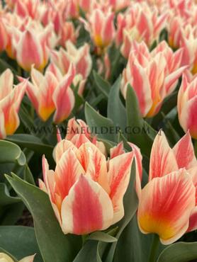 Tulipa Quebec 12/+ (x250)