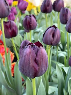 Tulipa Queen Of Night 12/+ (x250)