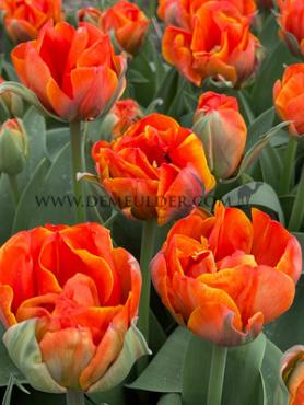 Tulipa Queensday 12/+ (x250)