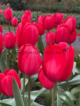 Tulipa Red Impression 12/+ (x250)
