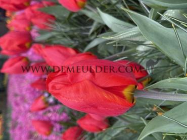 Tulipa Red Paradise 12/+ (x250)