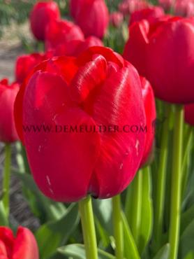 Tulipa Red Pride 12/+ (x250)