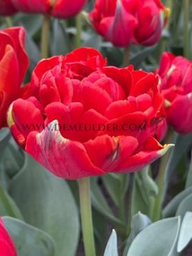 Tulipa Red Princess 12/+ (x250)
