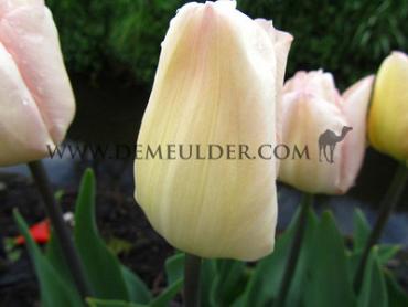 Tulipa Rejoyce 12/+ (x250)