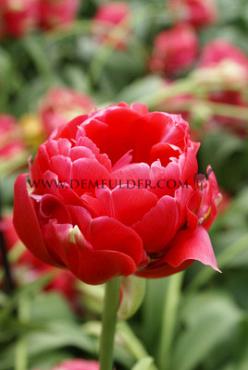 Tulipa Renown Unique 12/+ (x250)