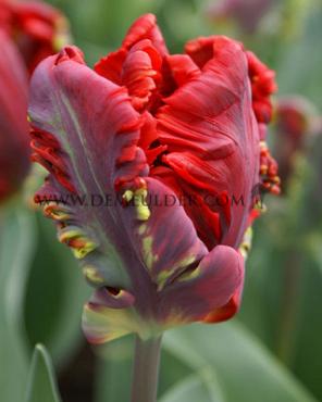 Tulipa Rococo 12/+ (x250)