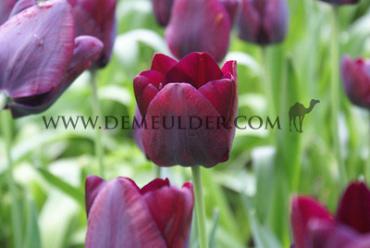 Tulipa Ronaldo 12/+ (x250)