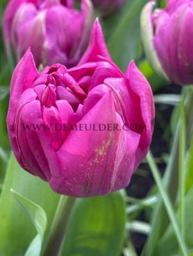 Tulipa Royal Acres 12/+ (x250)