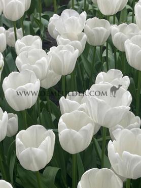 Tulipa Royal Virgin 12/+ (x250)