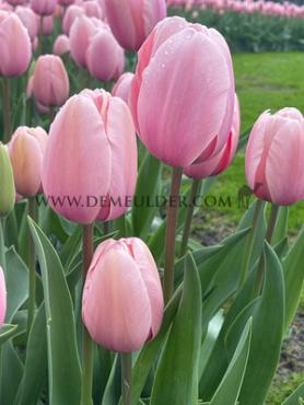 Tulipa Salmon Impression 12/+ (x250)