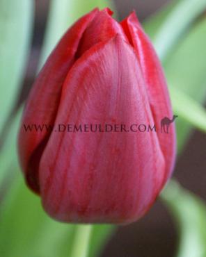 Tulipa Seadov 12/+ (x250)