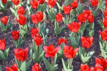 Tulipa Showwinner 12/+ (x250)