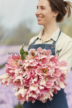 Tulipa Silver Parrot 12/+ (x250)