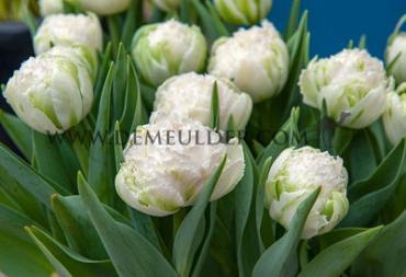Tulipa Snow Crystal 12/+ (x250)