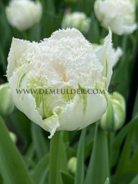 Tulipa Snow Crystal 12/+ (x250)