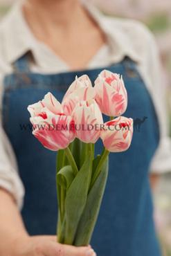 Tulipa Sorbet 12/+ (x250)