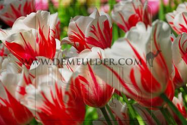 Tulipa Sorbet 12/+ (x250)