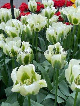 Tulipa Spring Green 12/+ (x250)
