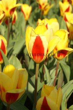Tulipa Stresa 12/+ (x250)