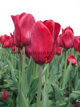 Tulipa Strong Fire 12/+ (x250)