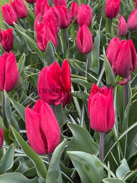Tulipa Strong Love 12/+ (x250)
