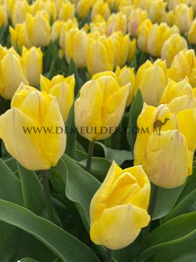 Tulipa Sunny Prince 12/+ (x250)