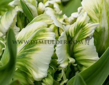 Tulipa Super Parrot 12/+ (x250)