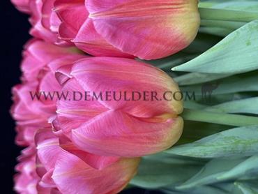 Tulipa Tom Pouce 12/+ (x250)