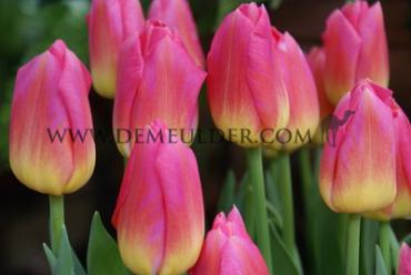 Tulipa Tom Pouce 12/+ (x250)