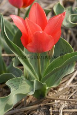 Tulipa Toronto 12/+ (x250)