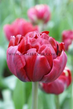 Tulipa Uncle Tom 12/+ (x250)