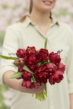 Tulipa Uncle Tom 12/+ (x250)