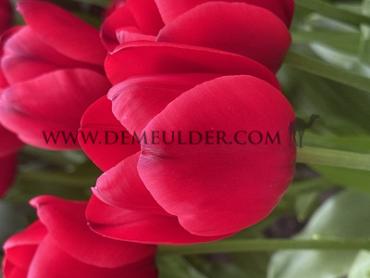 Tulipa Unique De France 12/+ (x250)