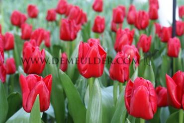 Tulipa Unique De France 12/+ (x250)