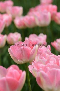 Tulipa Upstar 12/+ (x250)