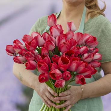 Tulipa Van Eijk 12/+ (x250)