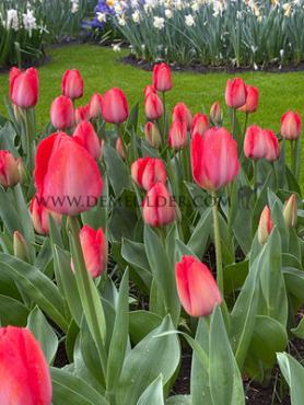 Tulipa Van Eijk 12/+ (x250)