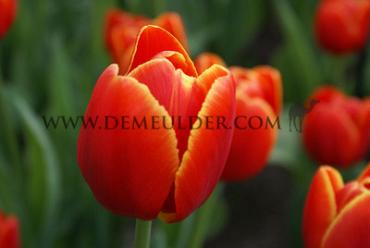 Tulipa Verandi 12/+ (x250)