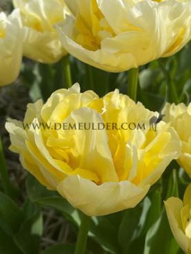 Tulipa Verona 12/+ (x250)