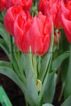 Tulipa Viking 12/+ (x250)