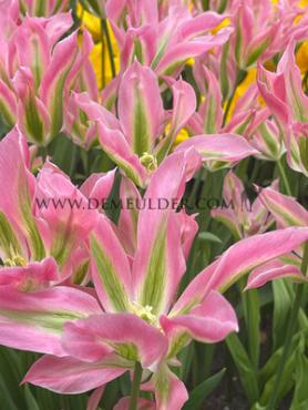 Tulipa Virichic 12/+ (x250)