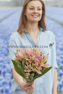 Tulipa Virichic 12/+ (x250)