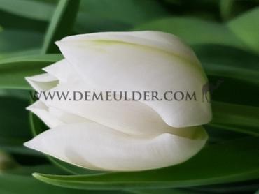 Tulipa White Heart 12/+ (x250)