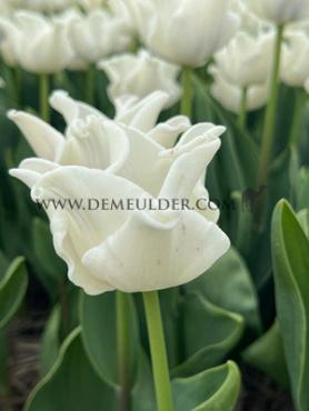 Tulipa White Liberstar 12/+ (x250)