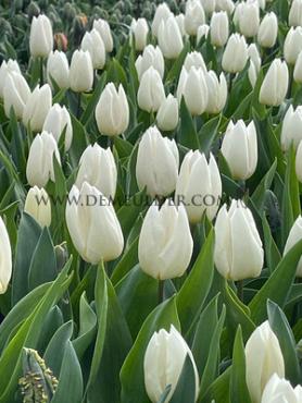 Tulipa White Prince 12/+ (x250)